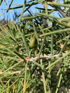 Image de Hakea gibbosa (Sm.) Cav.