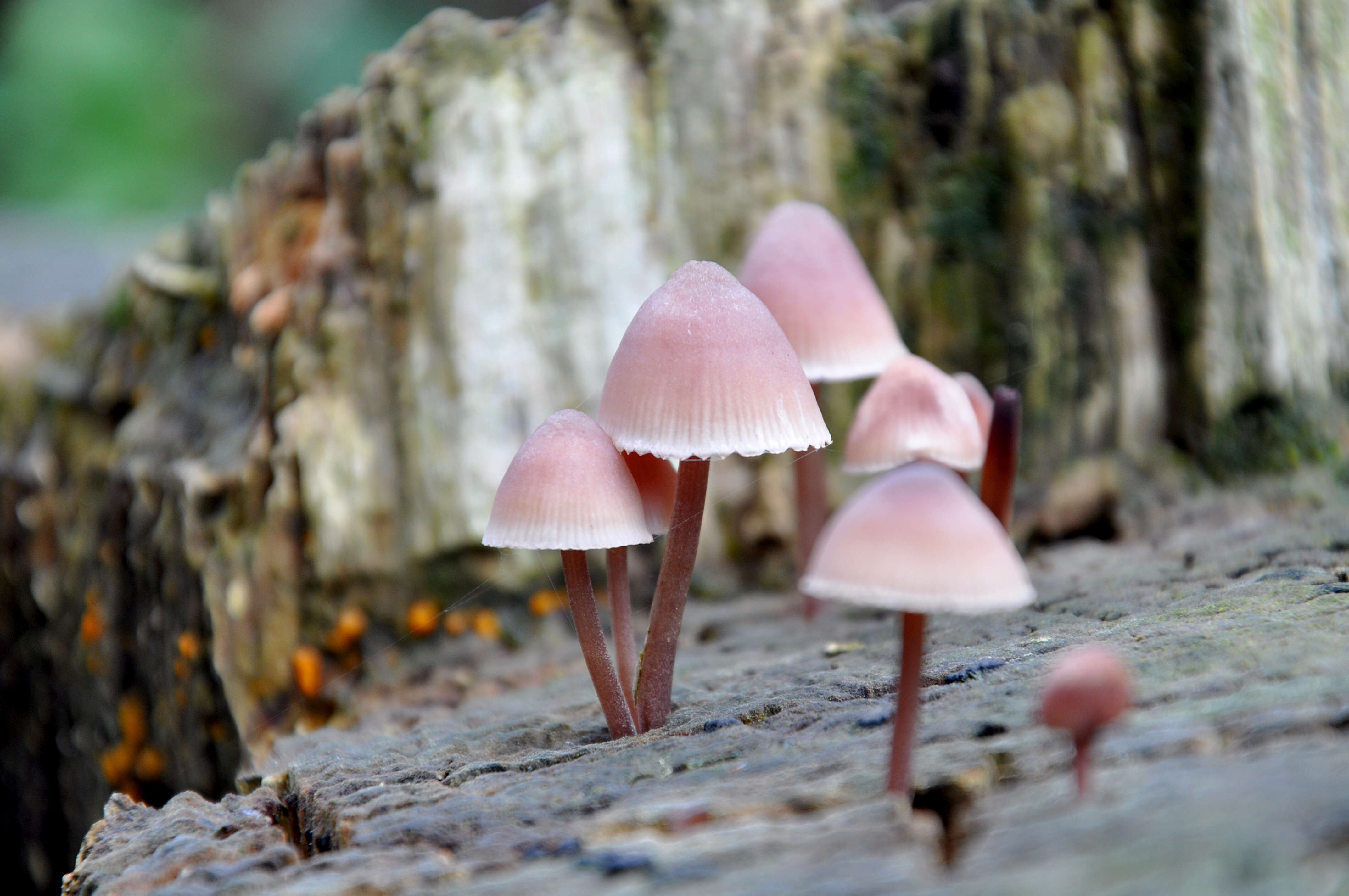 Image of Mycena haematopus (Pers.) P. Kumm. 1871