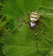 Image of Barbary Spider