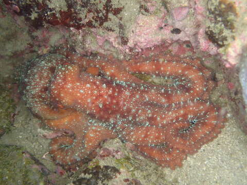 Image of Starry night octopus