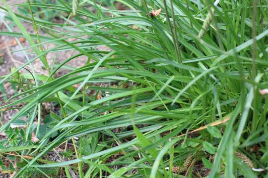 Image of Plantago maritima subsp. serpentina (All.) Arcangeli