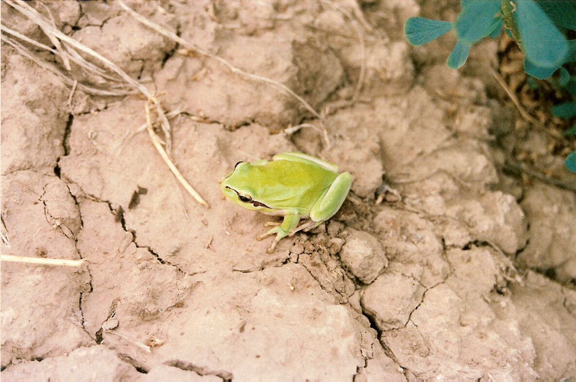 Image of Mediterranean Tree Frog