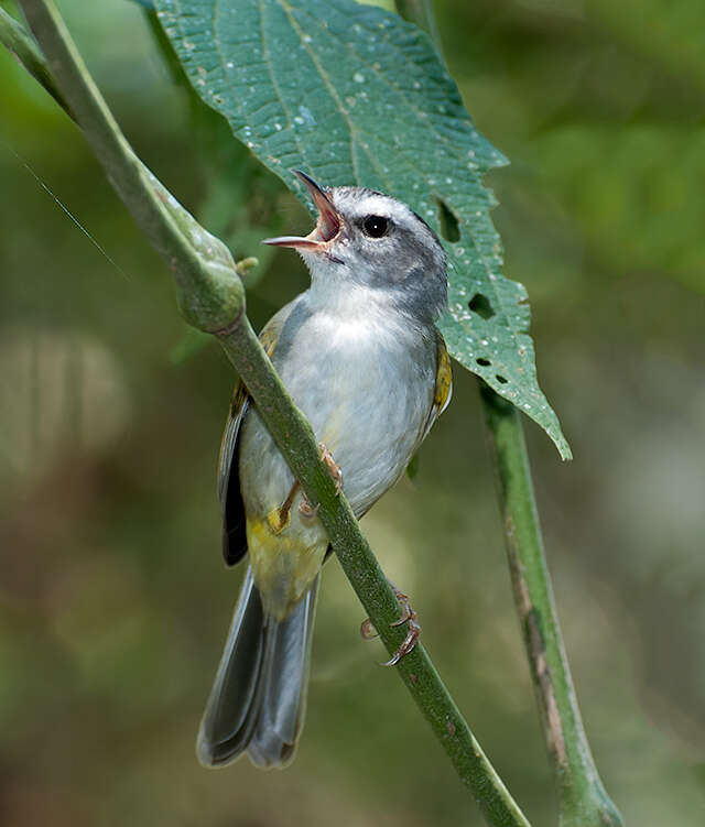 Basileuterus culicivorus (Deppe 1830) resmi