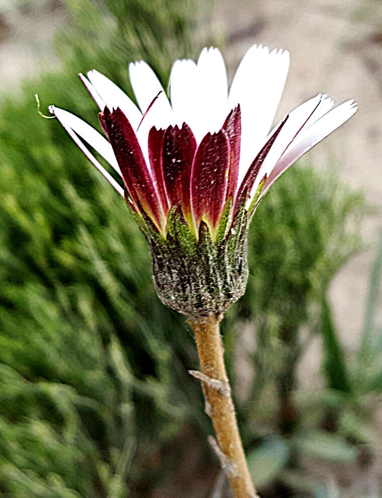 صورة Gerbera serrata (Thunb.) Druce