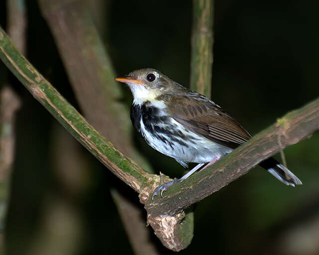 Imagem de Corythopis delalandi (Lesson & R 1831)