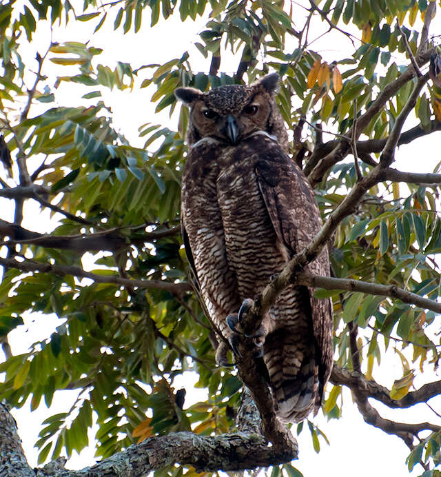 Image of South American Great Horned Owl