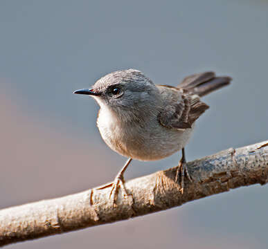 Serpophaga nigricans (Vieillot 1817)的圖片