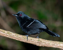 Image of White-shouldered Fire-eye