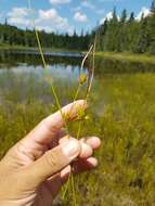 Image of Fewseed sedge