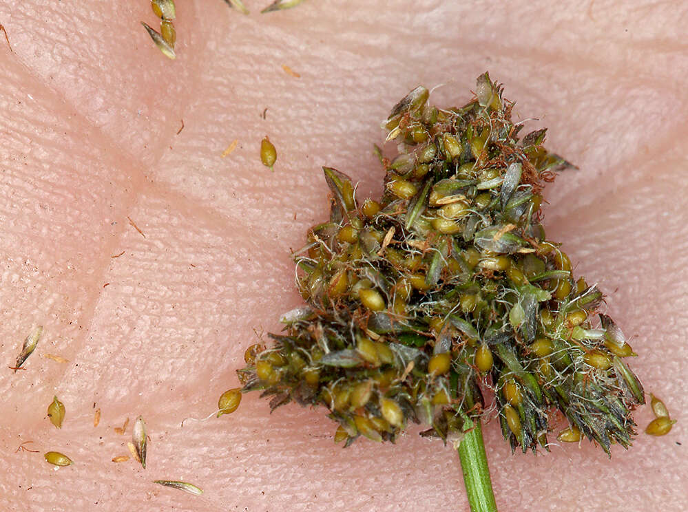 Imagem de Scirpus congdonii Britton