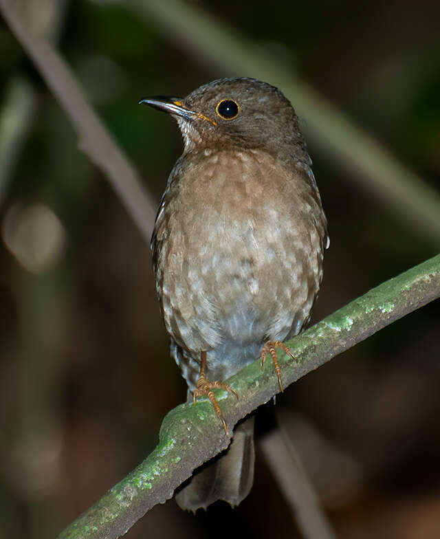 Plancia ëd Turdus flavipes Vieillot 1818