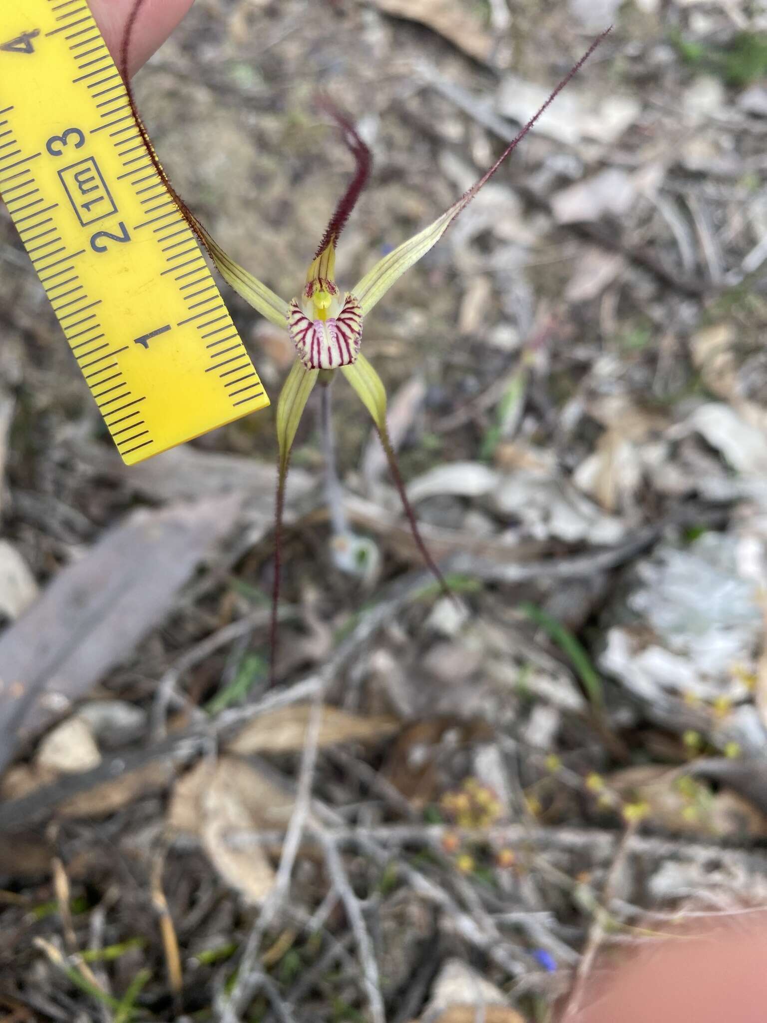 Image of Joseph's spider orchid