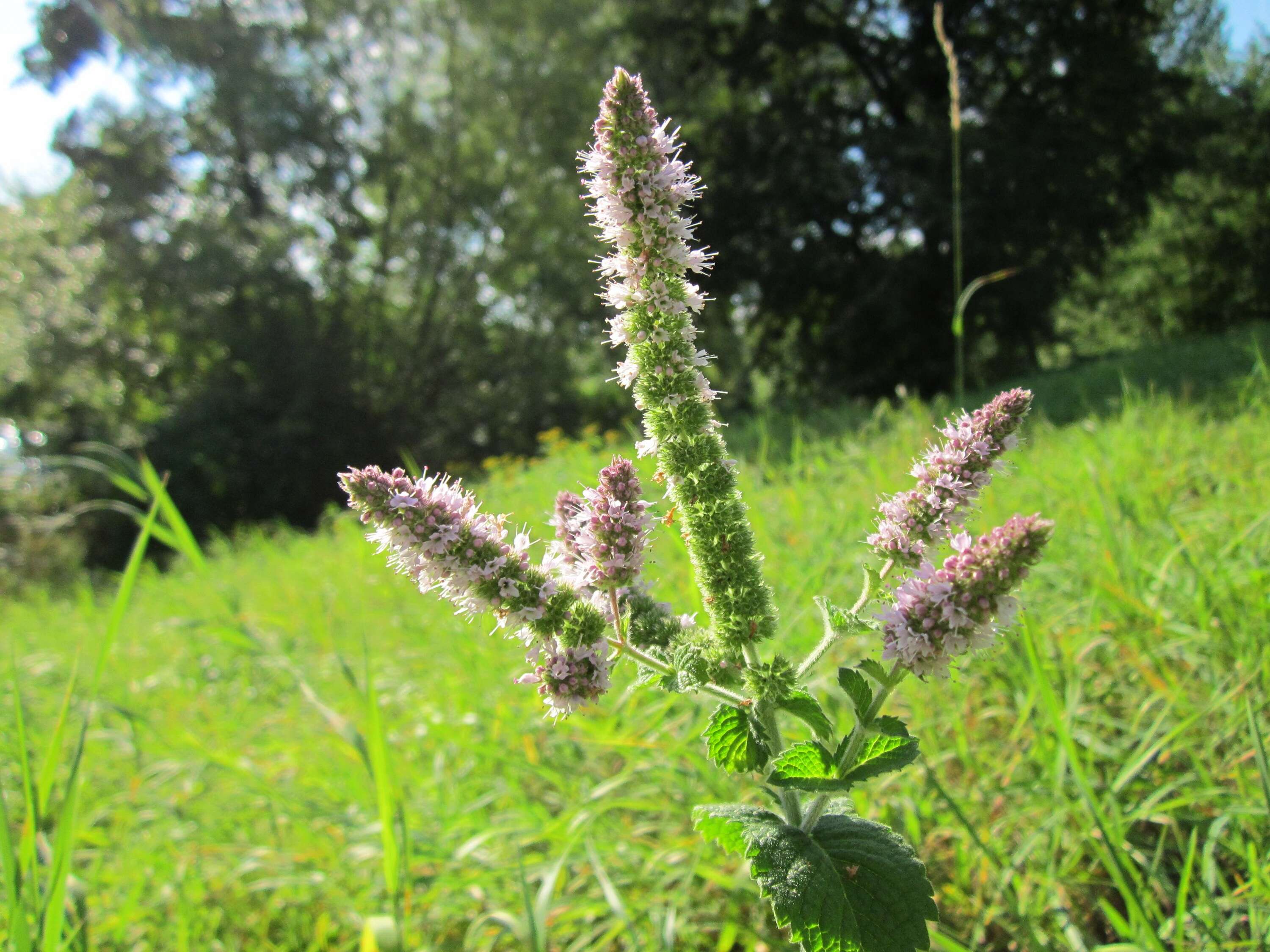 Image of Apple Mint