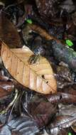 Image of Fitzinger's Robber Frog