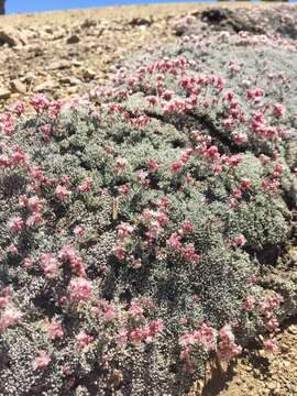 Image of southern alpine buckwheat