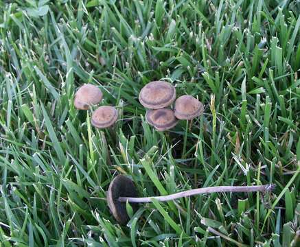 Panaeolus subbalteatus (Berk. & Broome) Sacc. 1887 resmi