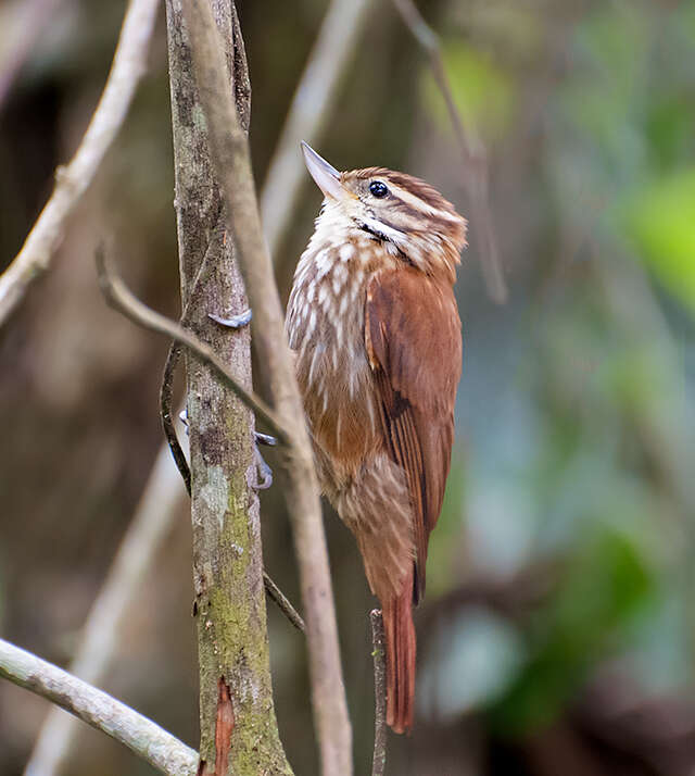 Image of Streaked Xenops