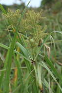 Image of Cyperus dives Delile