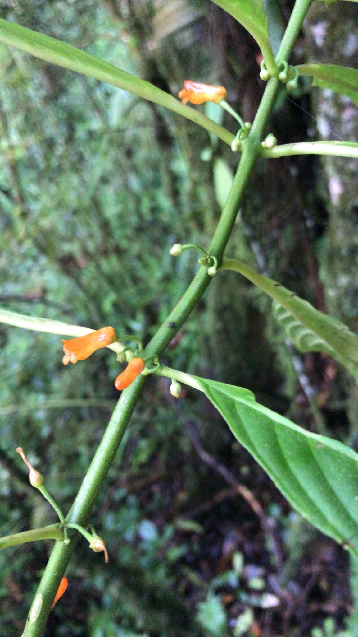 Imagem de Besleria solanoides Kunth