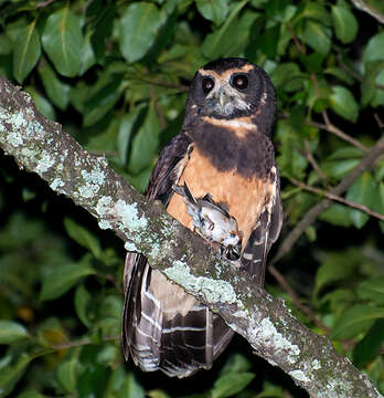 Image of Tawny-browed Owl