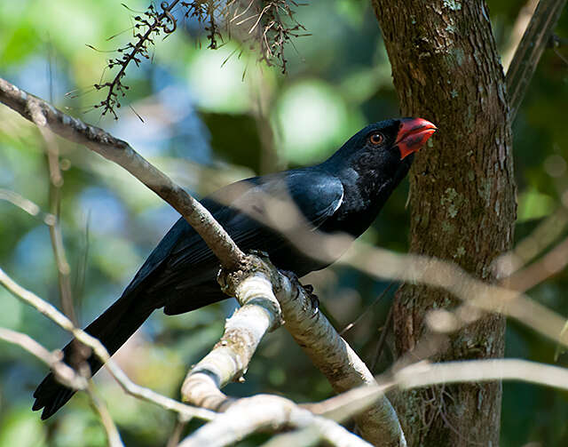 Image of Black-throated Grosbeak