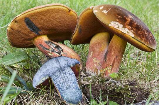 Imagem de Boletus subvelutipes