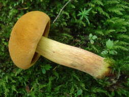 Imagem de Boletus subvelutipes