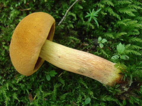 Imagem de Boletus subvelutipes