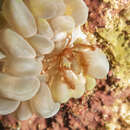 Image of Orangutang crab