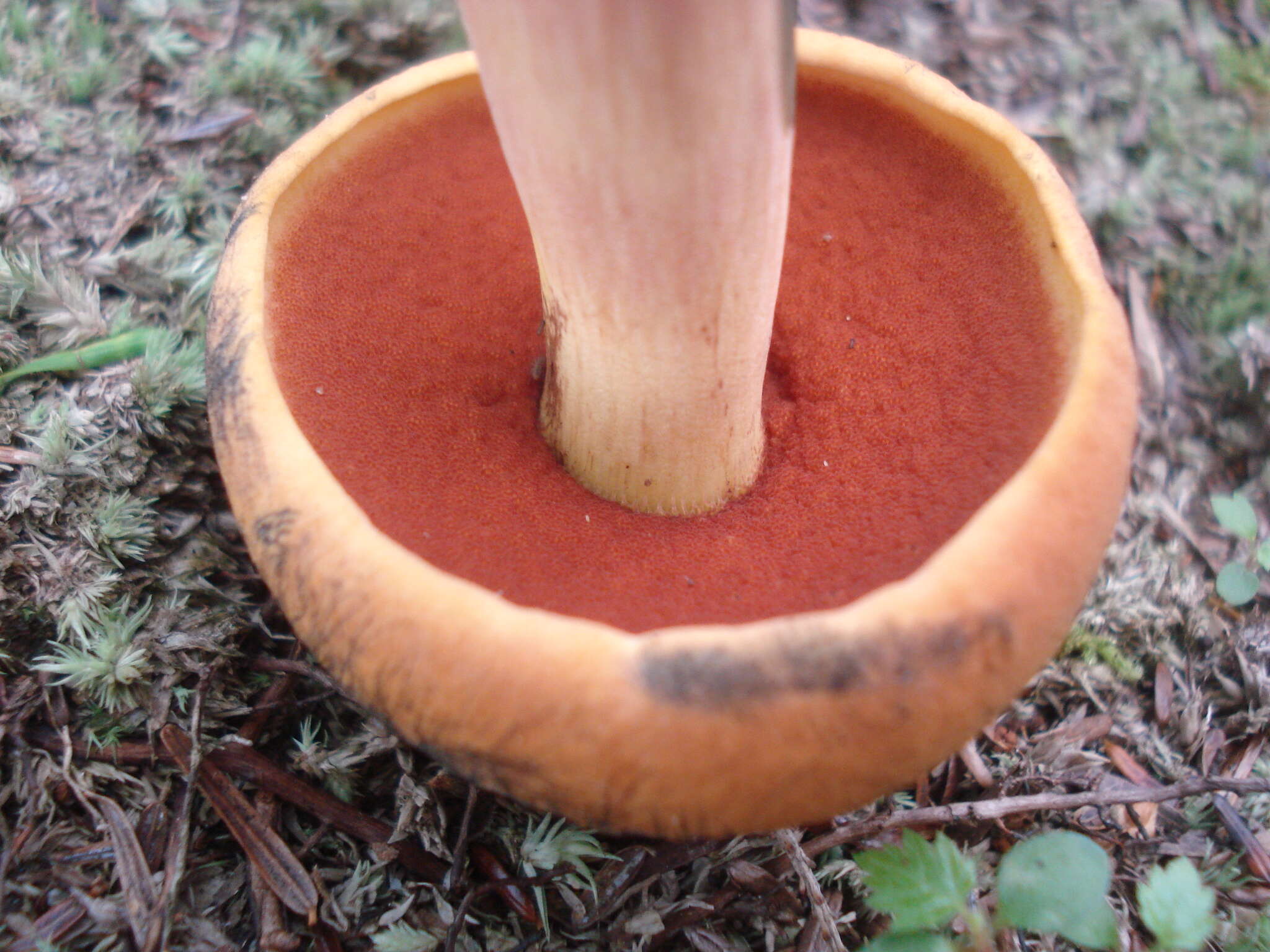 Imagem de Boletus subvelutipes