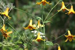 Lilium canadense L. resmi