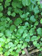 Image de Hydrocotyle americana L.