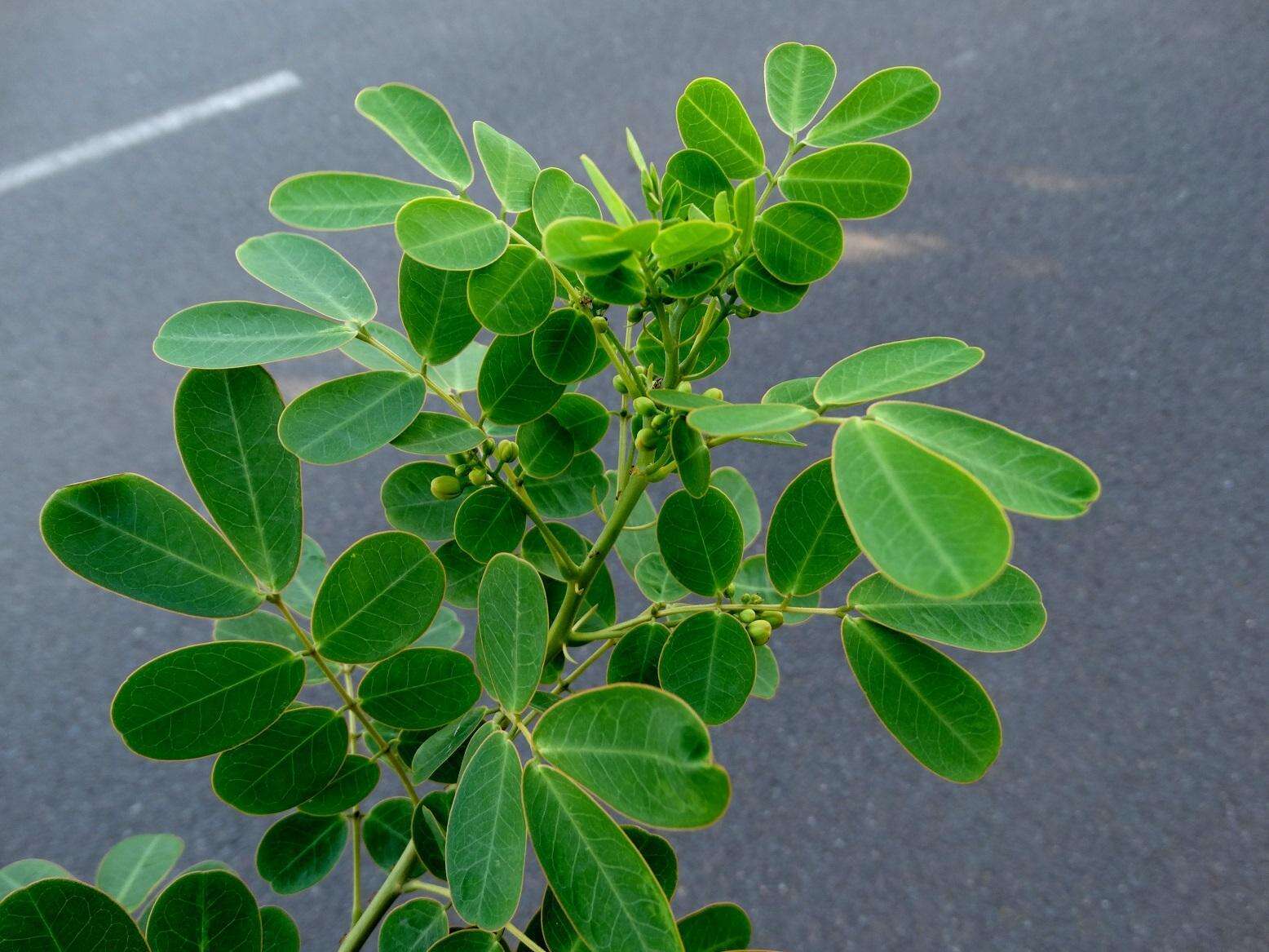 صورة Senna pendula var. pendula