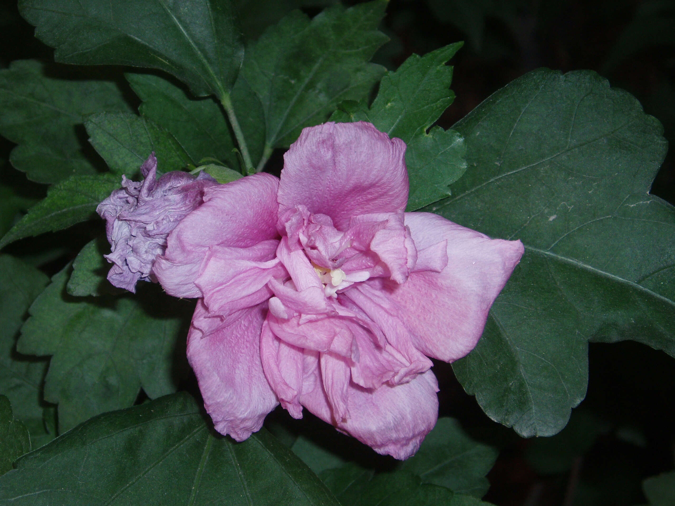 Imagem de Hibiscus syriacus L.