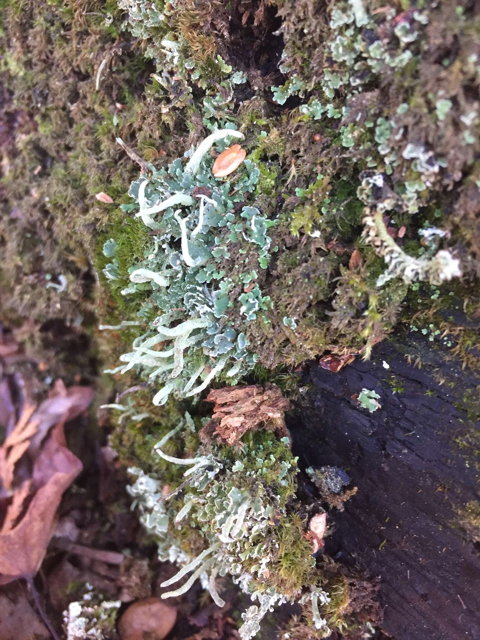 Image of cup lichen