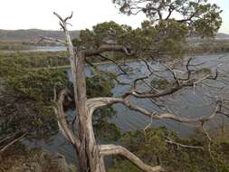 Imagem de Juniperus virginiana L.