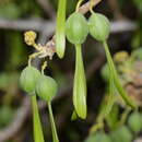 Image of Rapona tiliifolia (Bak.) Verdcourt