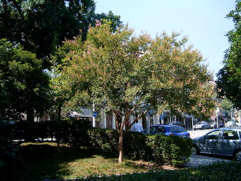 Image of Crape myrtle