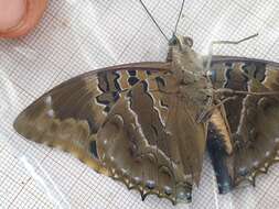 Image of Charaxes numenes Hewitson 1859