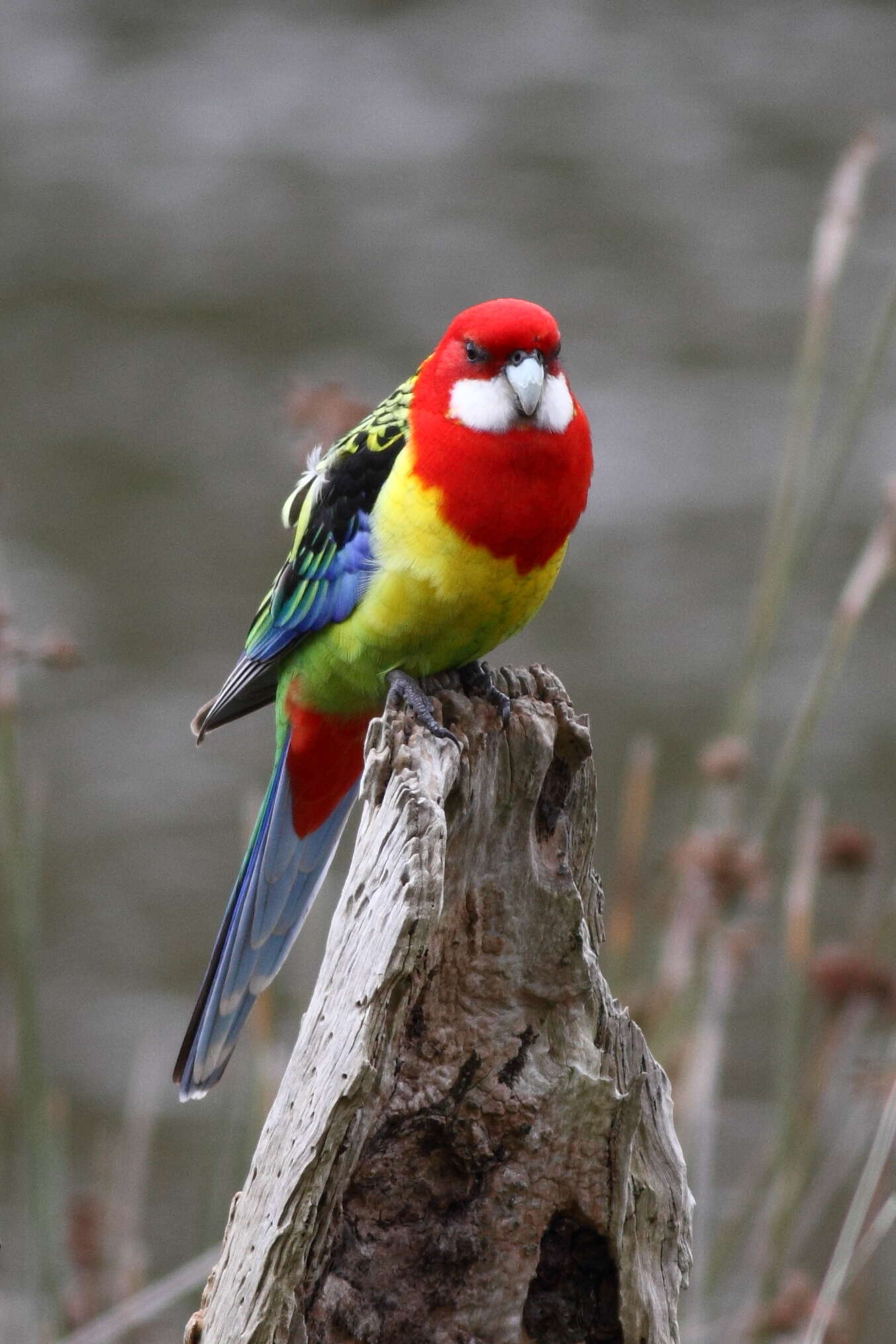 Image of Eastern Rosella