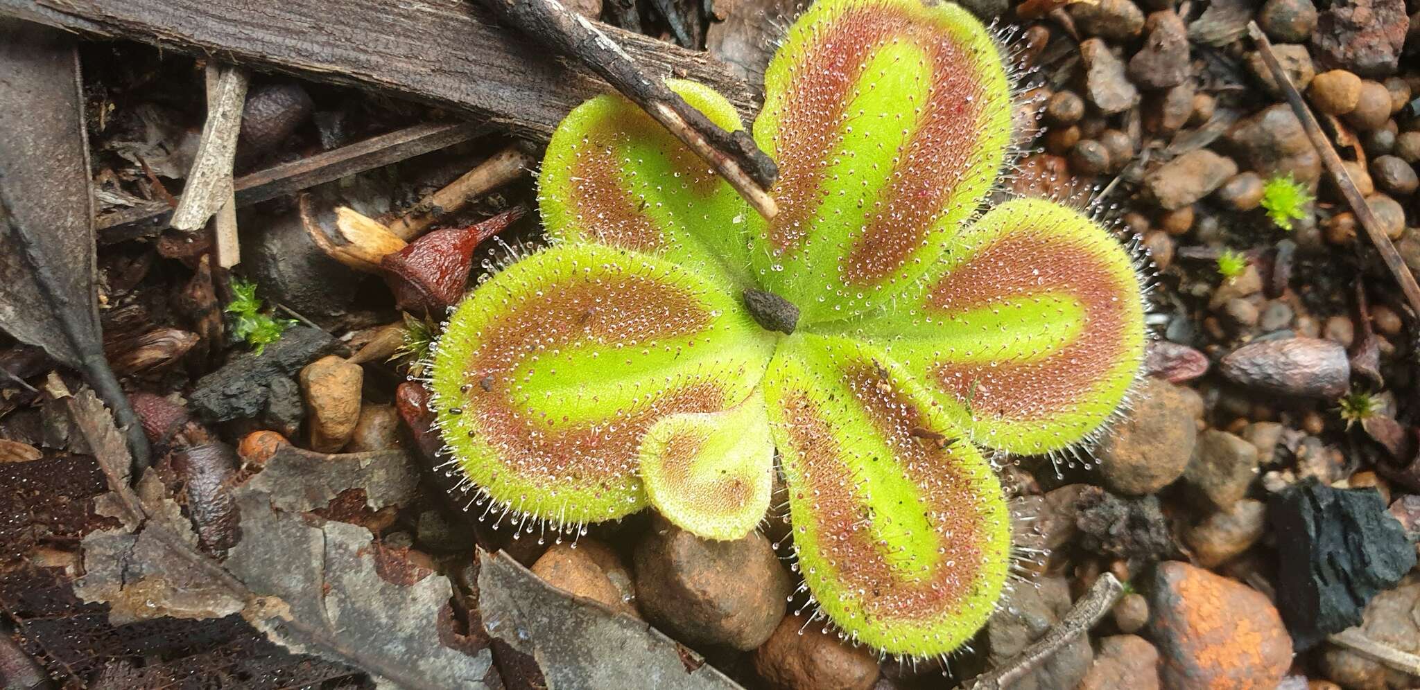 Image of Drosera erythrorhiza subsp. squamosa (Benth.) N. Marchant & Lowrie