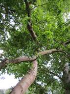 Image of Norway Maple