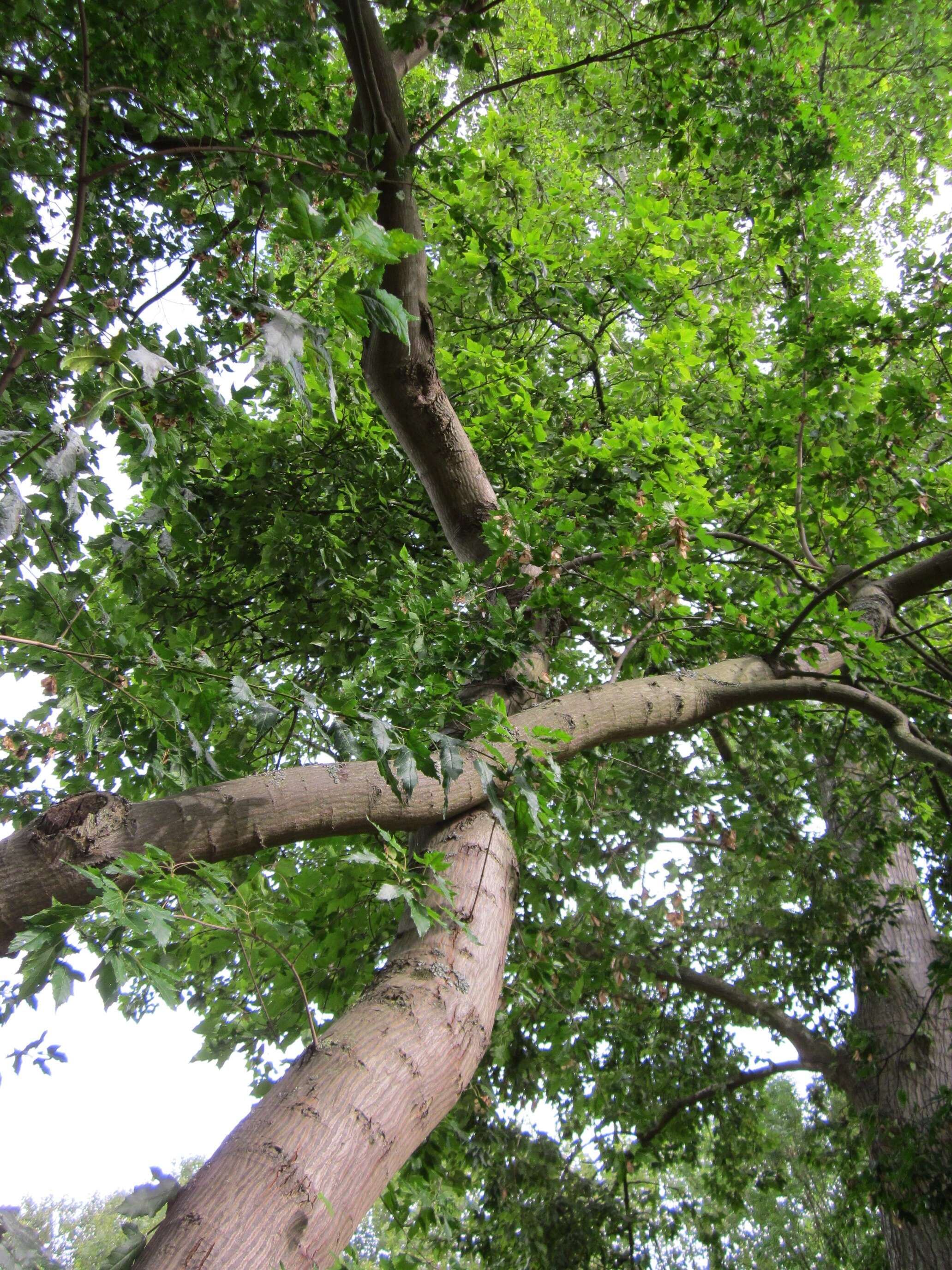 Image of Norway Maple