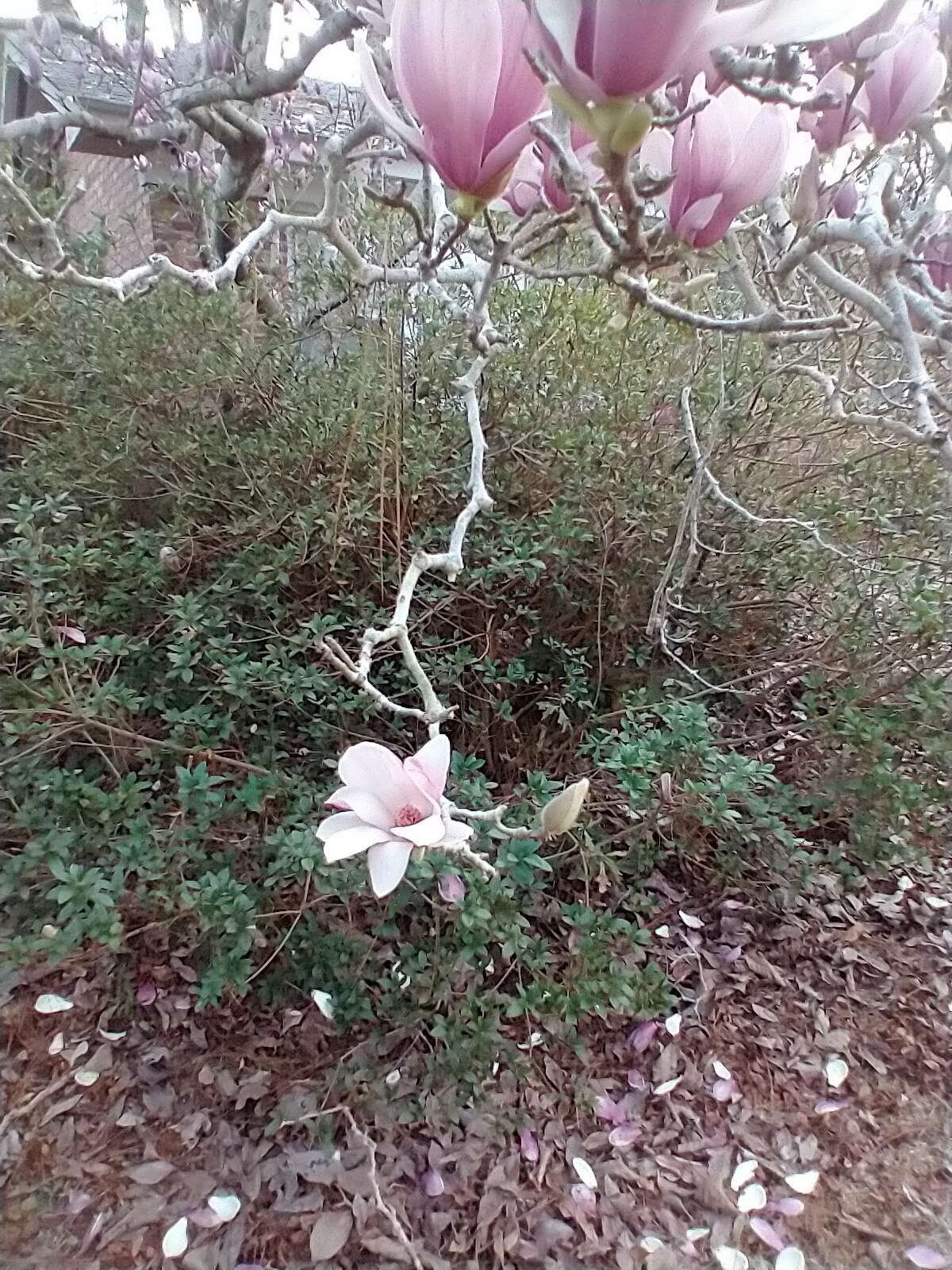 Image of Saucer magnolia