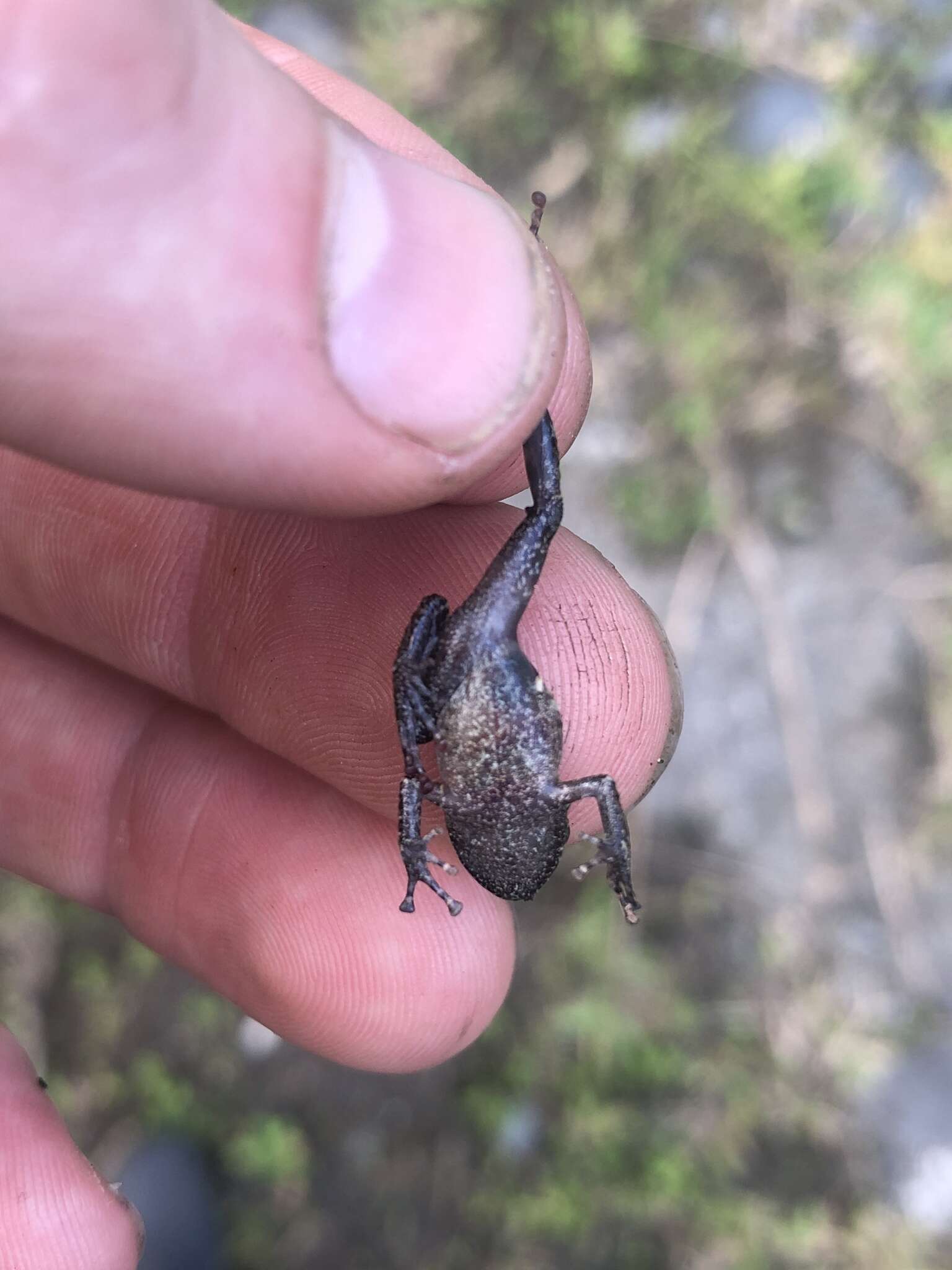 Image de Pristimantis diadematus (Jiménez de la Espada 1875)