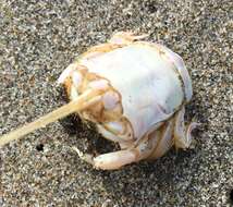 Image of California mole crab