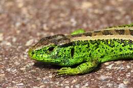 Image of Sand Lizard