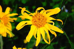 Image of mountain arnica