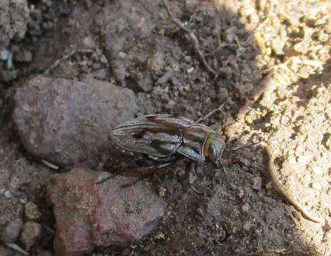 Chrysobothris quadrilineata Le Conte 1860的圖片