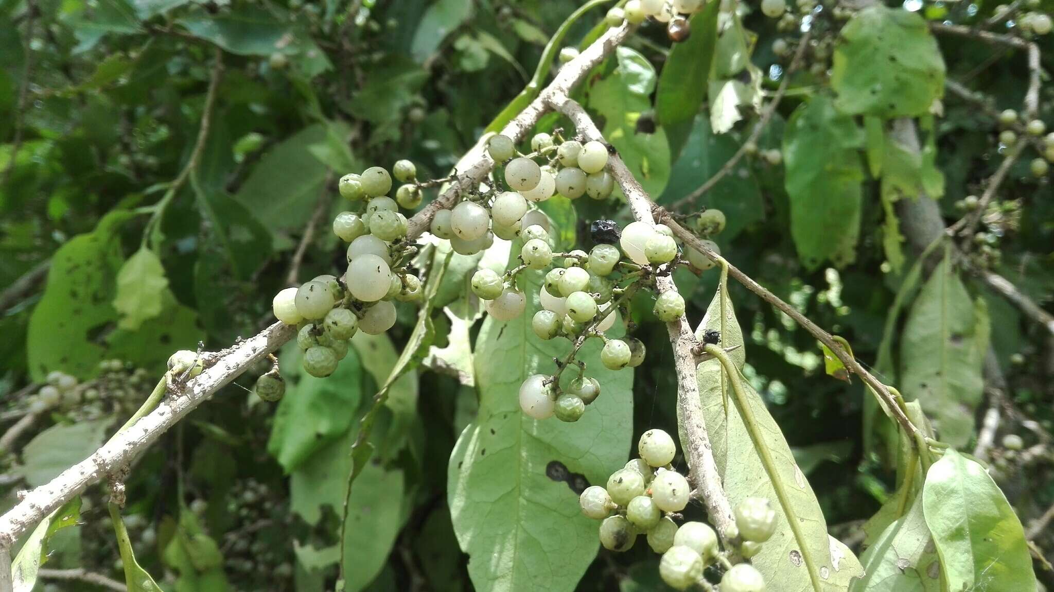 Image de Achatocarpus nigricans Triana